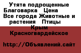 Утята подрощенные Благоварка › Цена ­ 100 - Все города Животные и растения » Птицы   . Крым,Красногвардейское